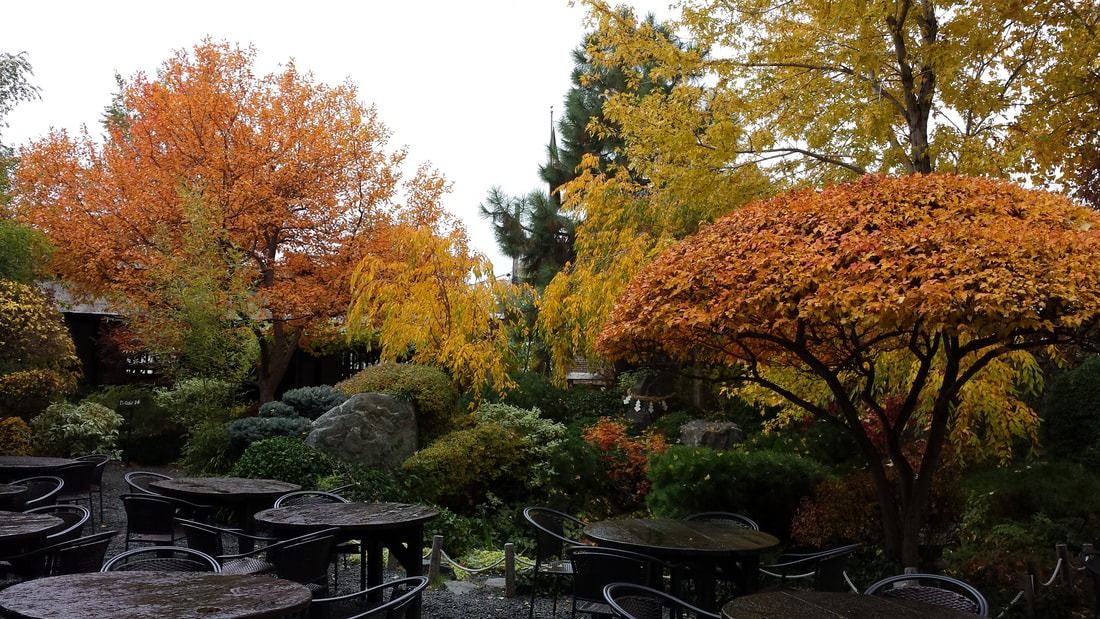 The DOMO garden in autumn, maples in orange and gold